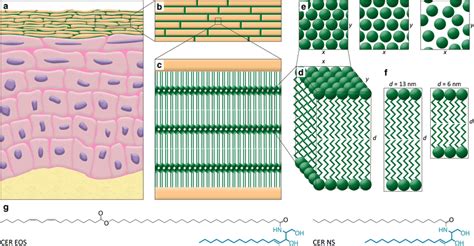 https://www.researchgate.net/publication/322968916/figure/fig1/AS%3A962138839470128%401606403183687/Lipid-organization-in-the-SC-a-Schematic-overview-of-the-skin-morphology-b-The.gif