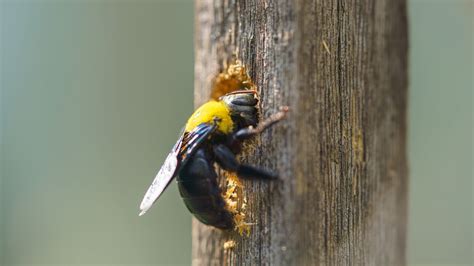 How to get rid of carpenter bees: 7 humane deterrents | Tom's Guide