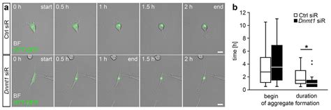DNA Methyltransferase 1 (DNMT1) Acts on Neurodegeneration by Modulating ...