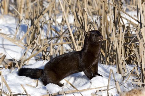 Image result for Mink Python Print