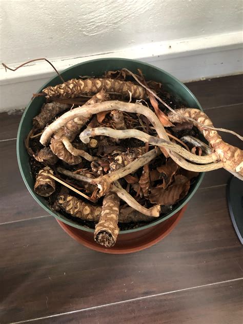How to rescue this philondendron Xanadu : r/plantclinic - can you grow xanadu in water