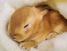 Image result for baby rabbit sleeping positions