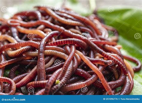 Breeding Red Worms Dendrobena. Fertile Soil. Natural Soil Improvement ...