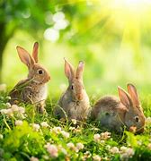 Image result for Cute Brown Real Bunnies