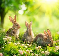 Image result for Sweet Bunny Rabbit