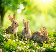 Image result for Baby Bunny Wallpapers for Desktop