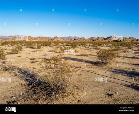Landscape in Joshua Tree National Park, California, USA, where the Mojave and Colorado desert ...