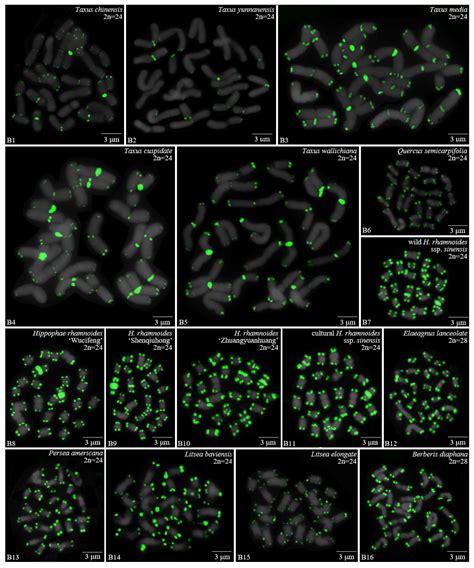 FISH Mapping of Telomeric and Non-Telomeric (AG3T3)3 Reveal the ...