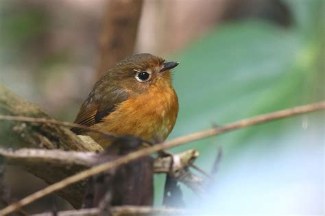Rusty-breasted Antpitta (Rusty-breasted) - eBird