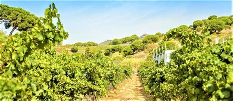Vineyards & Wine Tour from Barcelona with Sailing Adventure - Klook India