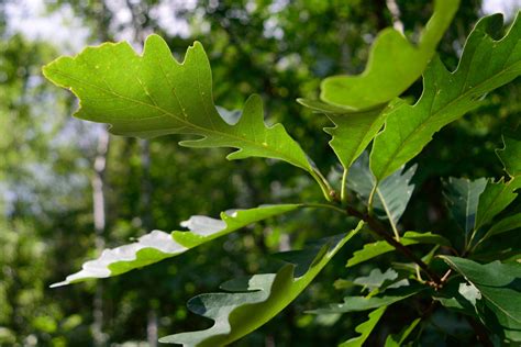 Bur Oak - Quercus Macrocarpa | Deciduous Trees | Cold Stream farm