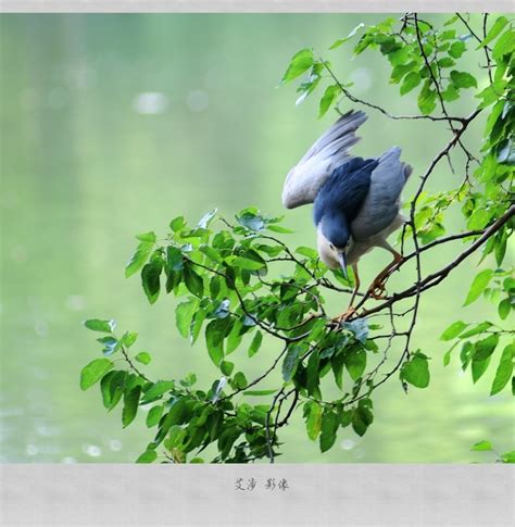 【择木而栖摄影图片】上海生态摄影_艾渉_太平洋电脑网摄影部落