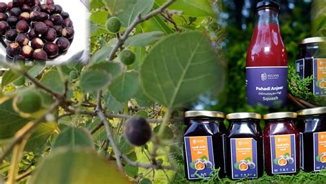 ‘Bedu’ of U’khand Makes Way To Your Platter THE NEW INDIAN - bedu of ...