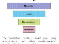 Beaconhouse Neurosequential Model 的图像结果