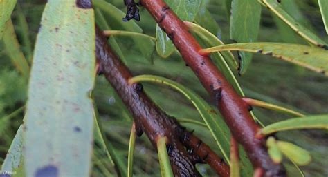 Hike Table Mountain Cape Town - Klook India