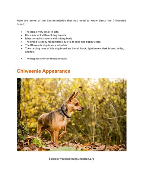 PPT - Chiweenie Dog Care, Temperament, Lifespan, History, & More ...