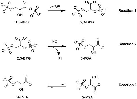 1 3 Bisphosphoglycerate
