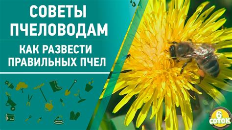 Советы пчеловодам. Как развести правильных пчел. 6 соток 17.052021 ...