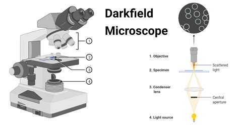 DarkField Microscope 的图像结果