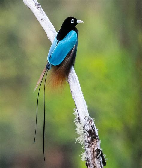 Blue Birds Of Paradise