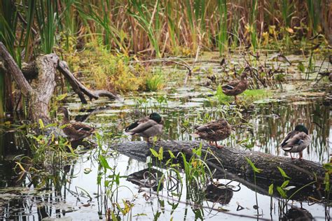Broadmoor Wildlife Sanctuary & Hemlock Gorge Reservation (Massachusetts ...