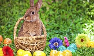 Image result for Bunny in a Tea Cup Background