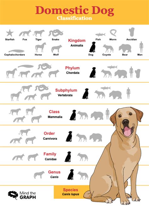 Information About Dogs 的图像结果