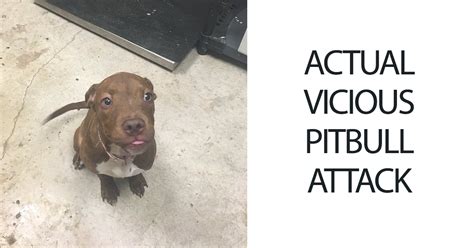 Image result for Terrifying Pit Bull