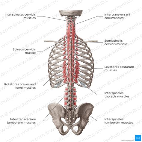 Muscles of the trunk: Anatomy, diagram, pictures | Kenhub