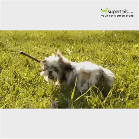 Buy Hank 3M Reflective Harness for Puller Dogs (Pink) Online | Supertails