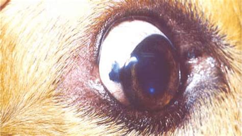 Brown Pigment In White Of Dog's Eye: Is It Pigmentary Keratitis?