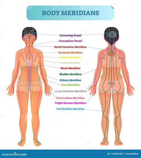 Body Meridian System Vector Illustration Scheme, Chinese Energy ...
