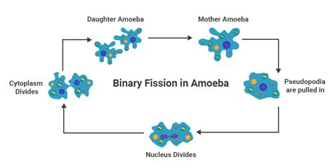 Image result for Binary Fission Examples