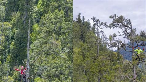 Tallest Native Tree 的图像结果