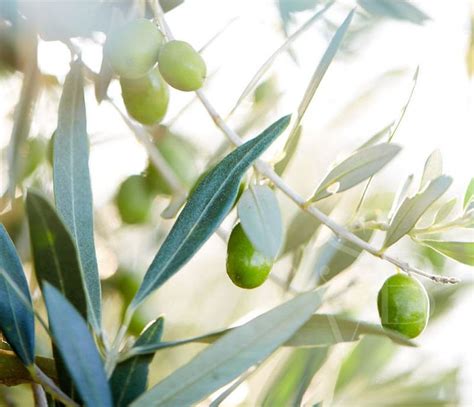 Olive Python Habitat 的图像结果