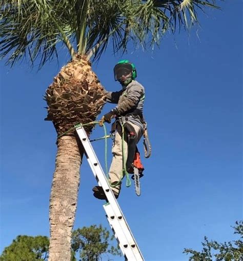 Tree Pruning Near Me 的图像结果