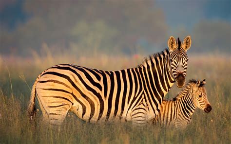 Bing Zebra Wallpaper 的图像结果