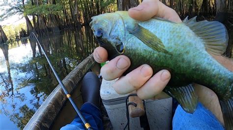 Image result for Shellcracker Baits