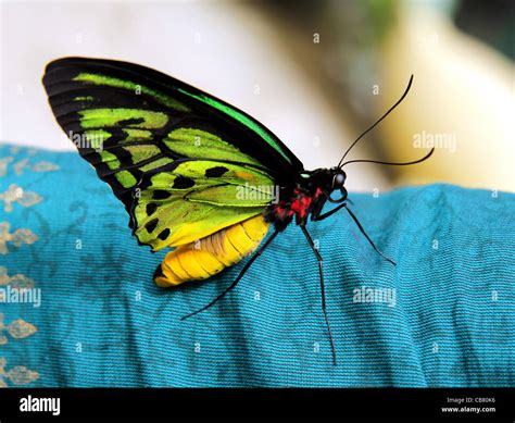 Butterfly Queen Alexandra Birdwing