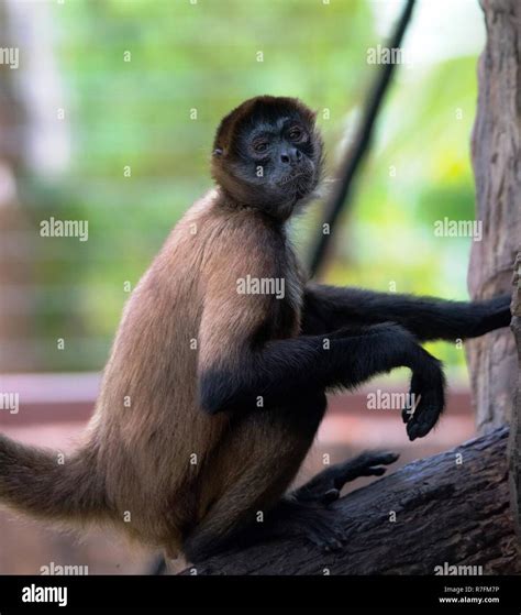 Geoffroy's spider monkey (Ateles geoffroyi), AKA the black-handed ...