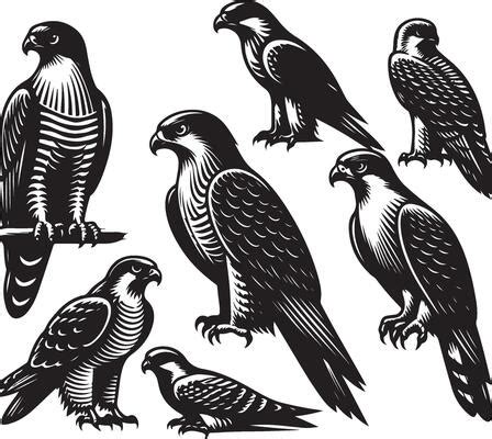 Image result for Hawk Pattern