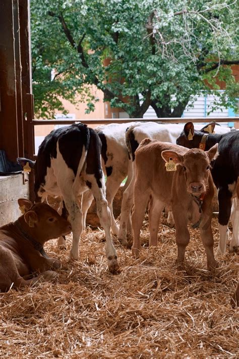 Animal vaccines are a lynchpin of global food security | Boehringer ...