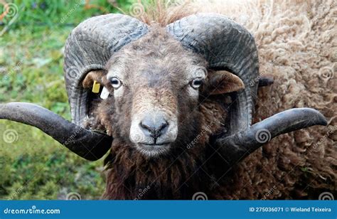 Portrait of Sheep with Curled Horns Stock Image - Image of woolly ...