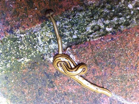 Alien Invasive Insects 的图像结果