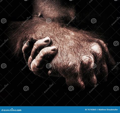 大猩猩手 库存图片. 图片 包括有 çž°æœ‰é‡ , å¤§çœ©çœ©, ä», æš‚æœ‚ - 76745865