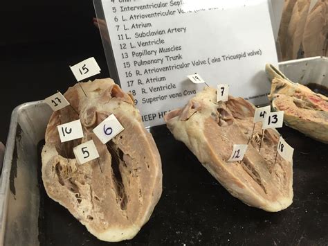 Labeling A Sheep Heart - reifaswhehobxp - Blog.hr | Human anatomy and ...