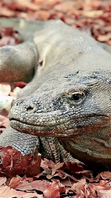 15 Komodo Dragon Facts: World's Largest Lizard