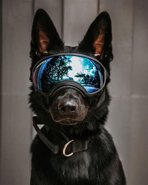 Black GERMAN SHEPHERD DOG From @love.affinity #germanshepherddog ...