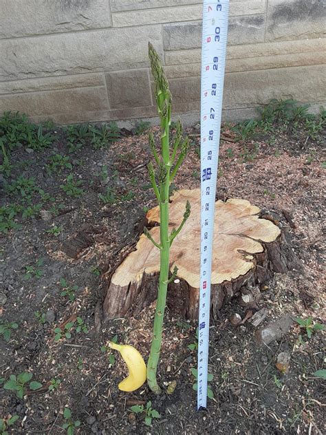 Image result for Post Humorous Gus