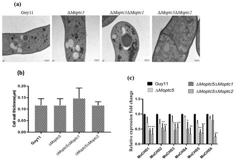 Protein Phosphatases MoPtc5, MoPtc1, and MoPtc2 Contribute to the ...